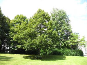 IMG_1060